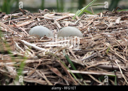Cigno vicino al lago Ontario Canada Foto Stock