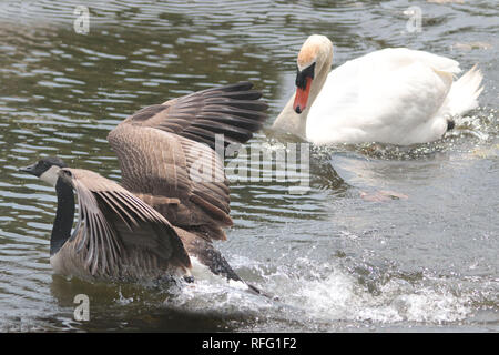 Cigno vicino al lago Ontario Canada Foto Stock