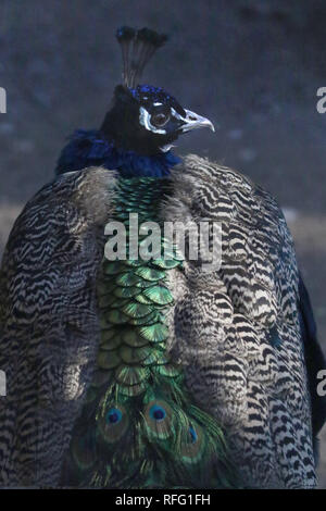 Peacock in zoo Foto Stock