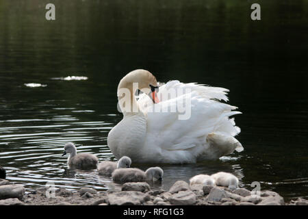 Cigno vicino al lago Ontario Canada Foto Stock