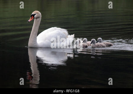 Cigno vicino al lago Ontario Canada Foto Stock