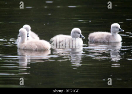 Cigno vicino al lago Ontario Canada Foto Stock