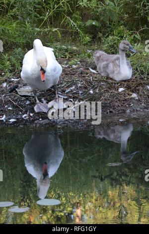 Cigno vicino al lago Ontario Canada Foto Stock