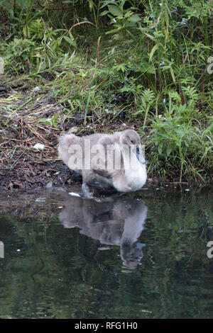 Cigno vicino al lago Ontario Canada Foto Stock