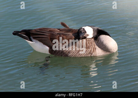 Canada Geese preening Foto Stock
