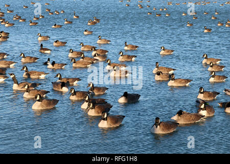 Oche del Canada Foto Stock