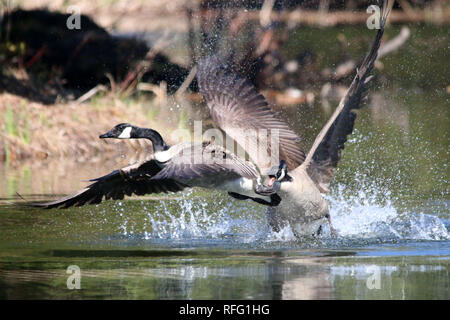 Canada Geese lotta per i diritti di riproduzione Foto Stock