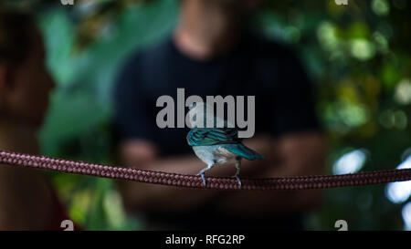 La foto di un colore blu-grigio tanager (Thraupis episcopus) guardando le persone sullo sfondo sfocato. Foto Stock