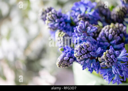 Bouquet di giacinti blu. Fiori di Primavera dal giardiniere olandese. Concetto di un fioraio in un negozio di fiori. Carta da parati. Foto Stock