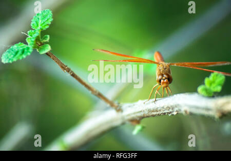 Micro fare clic su Foto Stock