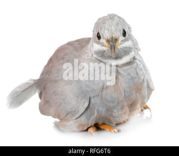 Re quaglia davanti a uno sfondo bianco Foto Stock