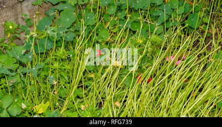 NASTURTIUM Tropaeolum piante distrutte dai bruchi del cavolo bianco BUTTERFLY Sarcococca rapae Foto Stock