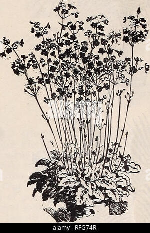 . Koerner annuale dell'agente di viaggio di Sementi e bulbi, piante, arbusti e viti. Vivaio Wisconsin Milwaukee cataloghi; semi di ortaggi cataloghi; fiori Semi cataloghi; piante ornamentali, cataloghi; attrezzature da giardinaggio e i cataloghi dei materiali di consumo. Plumbago Capensis Alba. 820 CAPENSIS.-un impianto degno del più generale la coltivazione e la produzione di grandi travi reticolari di delicato blu azzurro fiori. Eccellente per biancheria da letto in estate o in crescita in vasi per singolo esemplare piante. 15c. 821 CAPENSIS ALBA.-ugualmente come de."irable come Plumbago Capensis e identico in ogni rispetto ma di colore, che in questa varietà è Foto Stock