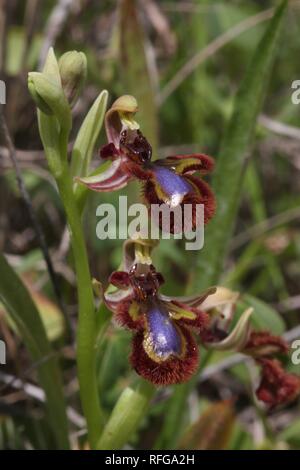 Specchio (orchidee Ophrys speculum) fioritura vicino alla costa Algarve in Portogallo meridionale. La posizione è vicino a un campo da golf a est di Lagos. Foto Stock