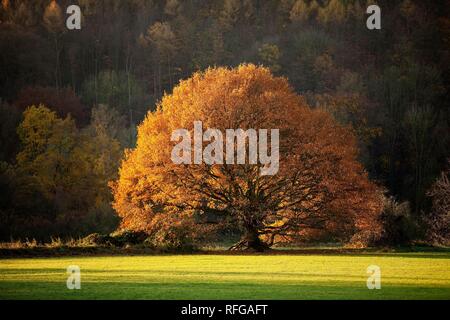 Un albero di quercia in autunno in Ruhrauen, Hattingen, la zona della Ruhr, Nord Reno-Westfalia, Germania Foto Stock