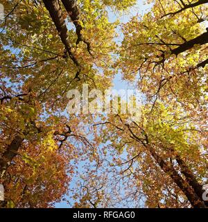 Vista di alberi in autunno fogliame, Witten, la zona della Ruhr, Nord Reno-Westfalia, Germania Foto Stock