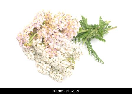 Pianta medicinale Yarrow (Achillea millefolium) Foto Stock