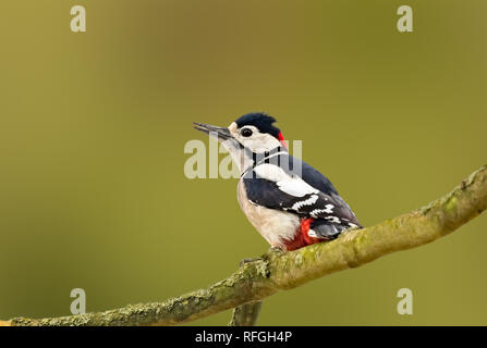 Maschio di Picchio rosso maggiore (Dendrocopos major) appollaiato su un ramo di albero in autunno in Arundel, West Sussex, in Inghilterra, Regno Unito. Con copia spazio. Foto Stock