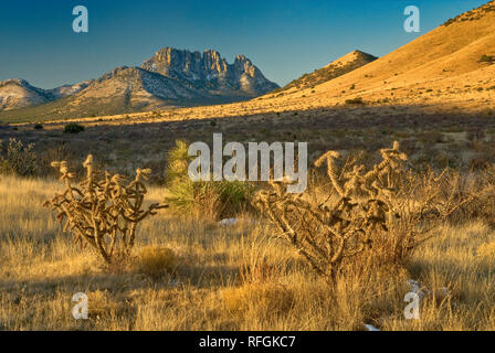 Cactus Cholla a prati di montagna a dente di sega con neve al sorgere del sole in inverno nelle montagne di Davis, Texas, Stati Uniti d'America Foto Stock