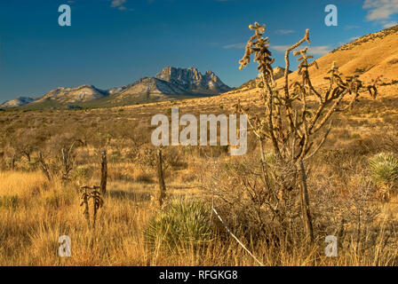 Tree cholla cactus a prateria a dente di sega di montagna coperta di neve in inverno nelle montagne di Davis, Texas, Stati Uniti d'America Foto Stock