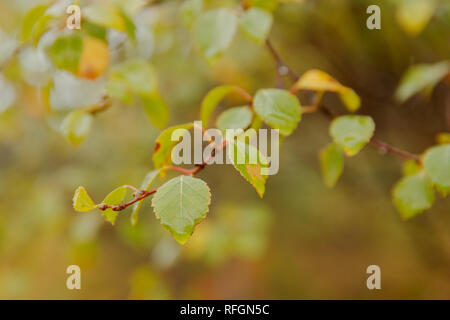 Dettaglio di Betulla foglie Foto Stock