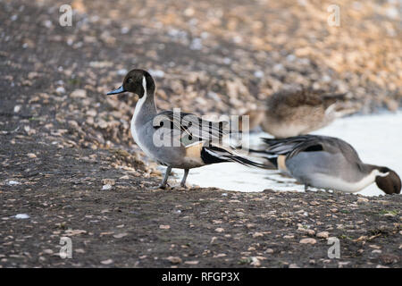 Northern Pintail Duck (Anas acuta) in piedi sulla riva di un lago Foto Stock