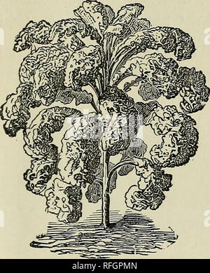 . Annuale catalogo descrittivo e calendario. Vivaio Connecticut New Haven cataloghi; semi di ortaggi cataloghi; fiori Semi cataloghi; piante ornamentali, cataloghi; attrezzature da giardinaggio e i cataloghi dei materiali di consumo. Scarola.. Tall Green arricciato Scotch Kale. Verdi tedeschi o di germogli. La luce verde, molto ricci, buona per la primavera o autunno la semina. Prezzo perpkt., 5c.; per oz., loc; per lb., 60c. Dwarf Moss arricciata. Molto nana, verde chiaro. Strettamente arricciata e crimpled. Prezzo per pkt., 5c.; peroz., loc; per lb., ^i.oo. Nana arricciata verde Scotch. Molto nana, di diffusione di abitudine, Hardy e migliorata dal gelo di luce Foto Stock