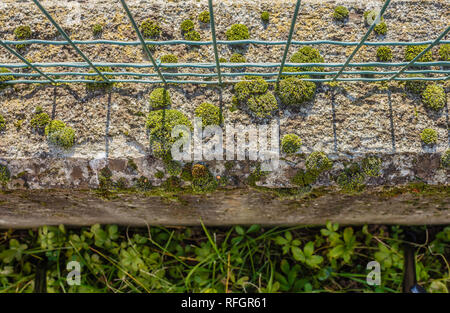Bubble-moss sagomata su un muro basso /close-up di un basso muro con moss Foto Stock
