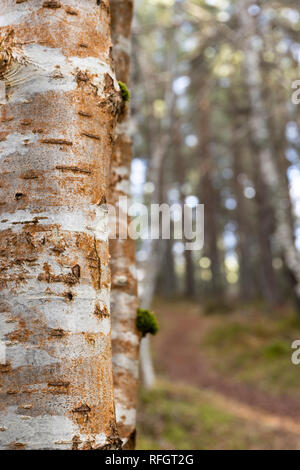 Silver Birch a Abernethy foresta nel parco nazionale di Cairngorms della Scozia. Foto Stock