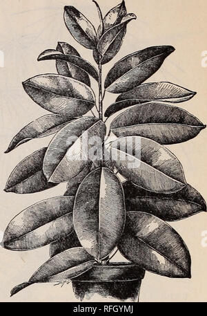 . Gemme floreali per la fioritura invernale. Vivai (orticoltura) Ohio Springfield cataloghi; piante ornamentali, cataloghi; fiori cataloghi; lampadine (piante) Cataloghi. FICUS ELASTICA variegata. India impianto in gomma molto grandi, liscio, leath- ery foglie, evergreen foli- età. Generalmente stimato di uno dei più raffinati house piante coltivate, la pianta a- te una grande dimensione e forma di albero. Ogni nuova foglia è racchiusa in una lunga, corallo- busta rossa, guardando come un grande fiore rosso bud. Prezzo, 25 centesimi: belle piante, 50 centesimi di € 1,00 ciascuna, accord- ing per dimensioni. Nuovo variegato- lasciava in pianta in gomma. (Ficus elastica Vari Foto Stock