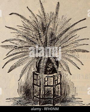 . Il Michell lampadine, semi, piante, ecc. Vivaio di Filadelfia in Pennsylvania cataloghi; fiori Semi cataloghi; semi di ortaggi cataloghi; lampadine (piante) cataloghi; attrezzature da giardinaggio e i cataloghi dei materiali di consumo. Le piante Hue inviare hawe tutti stati gro%n In cool serre, e sono quindi più desir- in grado di quelle gro%n in molto caldo case : : :. Araucaria (Isola Norfolk pino). Una delle più belle piante decorative. Facilmente mantenuta in casa. 6 pollici alto . $0.75 12 " per ogni doz. $0.75 $ 7.50 IO.OO I.COSÌ MI5.OO 2.00 2I.OO tutti in gomma di forma perfetta, piante sane. Per l'arredamento della casa Foto Stock