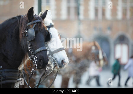 Cavallo e trappole in Markt Square, Bruges usata per prendere i turisti in un tour della città di Bruges, Belgio Foto Stock