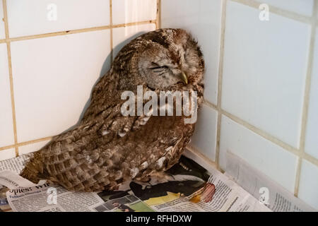 Leiferde, Germania. 26 gen, 2019. Un allocco si siede in una gabbia nella protezione delle specie centro Nabu (Società tedesca per la conservazione della natura). In vista delle temperature sotto zero in grandi parti della Bassa Sassonia, la protezione delle specie in centro Leiferde si prende inoltre cura di animali affetti dal freddo. In particolare gli aironi cenerini, poiane e i barbagianni sono attualmente interessati. Il parzialmente acque congelate renderebbe più difficile per gli animali per ottenere pesci. Giovane e inesperto animali sono poi rapidamente malnutriti. Credito: Peter Steffen/dpa/Alamy Live News Foto Stock