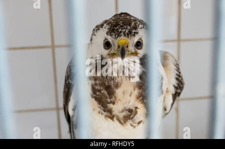 Leiferde, Germania. 26 gen, 2019. Una Poiana si siede in una gabbia nella protezione delle specie centro Nabu (conservazione della natura e della biodiversità europea Germania). In vista delle temperature sotto zero in grandi parti della Bassa Sassonia, la protezione delle specie in centro Leiferde si prende inoltre cura di animali affetti dal freddo. In particolare gli aironi cenerini, poiane e i barbagianni sono attualmente interessati. Il parzialmente acque congelate renderebbe più difficile per gli animali per ottenere pesci. Giovane e inesperto animali sono poi rapidamente malnutriti. Credito: Peter Steffen/dpa/Alamy Live News Foto Stock