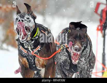 Todtmoos, Germania. 26 gen, 2019. Un team di slitte trainate da cani si estende su tutta la pista a livello internazionale Sled Dog Race Todtmoos. Più di 100 squadre con 600 slitte trainate da cani sono attesi alla manifestazione, che dura fino al 27.01.2019. Credito: Uli Deck/dpa/Alamy Live News Foto Stock