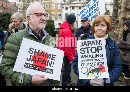 Londra, Regno Unito. Il 26 gennaio, 2019. I diritti degli animali gli attivisti preparare a prendere parte in Giappone: Nessun caccia alle balene marzo da Cavendish Square all'ambasciata giapponese a seguito del Giappone annuncio di ritirare dalla Commissione baleniera internazionale (IWC) e riprendere la caccia alle balene a fini commerciali con effetto dal luglio 2019. Il mese di marzo è stata organizzata dal Comitato di Londra per la soppressione della caccia alla balena. Credito: Mark Kerrison/Alamy Live News Foto Stock