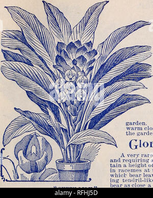 . Florida rari fiori e frutti. Vivai (orticoltura) Florida Cataloghi Cataloghi di fiori e piante ornamentali, cataloghi; arbusti cataloghi. JESSAMINE GIARDINI, JESSAMINE, Florida. La "regina Ixily." Attraverso un malinteso, questo impianto è stato descritto nel nostro catalogo 1898 come regime Strelitzui, insieme con una c ut di quest'ultimo. Invece, la " Regina Lily' isa specie di Curcuma^ che appartiene alla stessa grande famiglia che comprende la banana, Camia, Shell Lily, Butterfly Lily, ecc. Abbiamo qui presente un vero e proprio taglio, che dà un idea della bellezza del fogliame e il flusso Foto Stock
