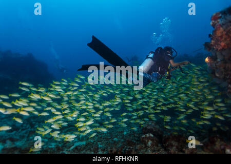 Grande scuola di giallo big eye snapper, Lutjanus lutjanus, i pesci nuotano femmina passato subacqueo ad esplorare una barriera corallina Foto Stock