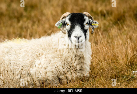 Swaledale pecora in inverno. Aprire la brughiera allevamento collinare in Yorkshire Dales, Inghilterra, Regno Unito. Swaledale pecore sono una comune razza di pecore in Nord Yorks Foto Stock