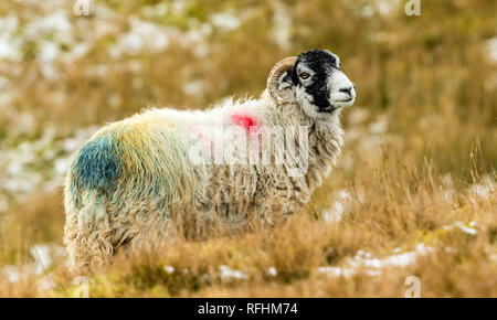 Swaledale pecora in inverno. Aprire la brughiera allevamento collinare in Yorkshire Dales, Inghilterra, Regno Unito. Swaledale pecore sono una comune razza di pecore in Nord Yorks Foto Stock