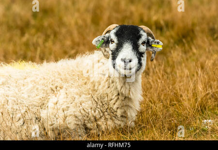 Swaledale pecora in inverno. Aprire la brughiera allevamento collinare in Yorkshire Dales, Inghilterra, Regno Unito. Swaledale pecore sono una comune razza di pecore in Nord Yorks Foto Stock