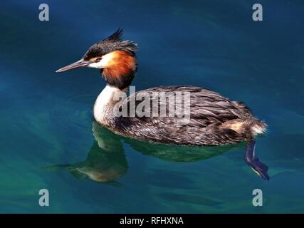 Australasian crested grebe. (Podiceps cristatus australis) (11763724125). Foto Stock