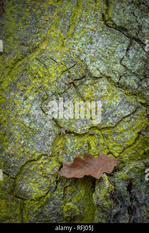 Foglie di quercia e corteccia di quercia nelle Highlands della Scozia. Foto Stock