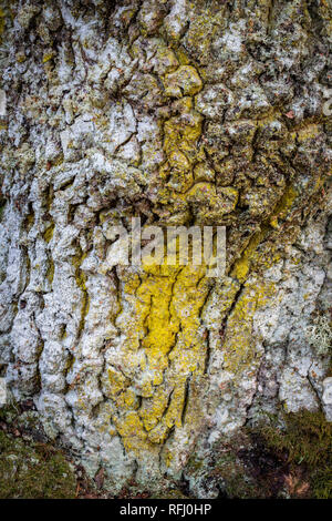 Corteccia da antica quercia nel Parco Nazionale di Cairngorms della Scozia. Foto Stock