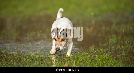 Piccolo vecchio Jack Russell Terrier cane è in esecuzione in un prato con pozzanghere di acqua in una stagione fredda. Doggie è di 12 anni Foto Stock
