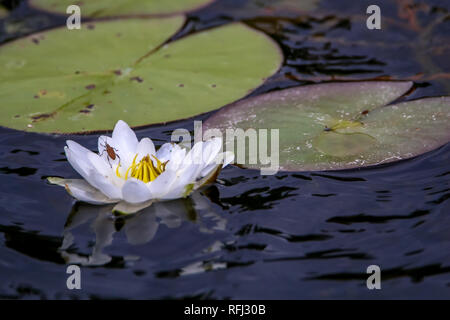 White water lilies bloom nel fiume. Acqua Giglio Fiore con foglie verdi nell'acqua. White giglio di acqua nel fiume, Lettonia. Foto Stock