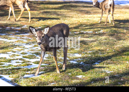 Piccoli cervi pascolano in inverno Foto Stock