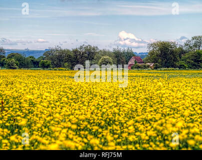 Un campo di fioritura di renoncules nella parte anteriore del Mulino Fiddleford che è situato lungo il fiume Stour e Fiddleford Manor vicino a Sturminster Newton Foto Stock