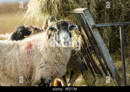 Swaledale pecora in inverno. Aprire la brughiera allevamento collinare in Yorkshire Dales, Inghilterra, Regno Unito. Swaledale pecore sono una comune razza di pecore in Nord Yorks Foto Stock