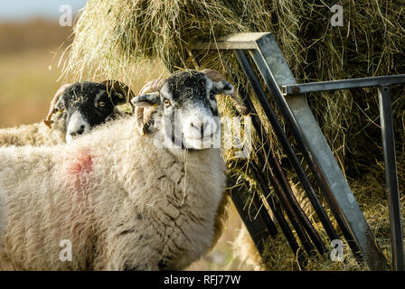 Swaledale pecora in inverno. Aprire la brughiera allevamento collinare in Yorkshire Dales, Inghilterra, Regno Unito. Swaledale pecore sono una comune razza di pecore in Nord Yorks Foto Stock